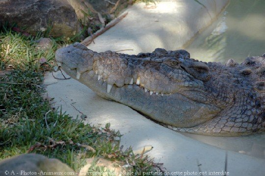 Photo de Crocodile