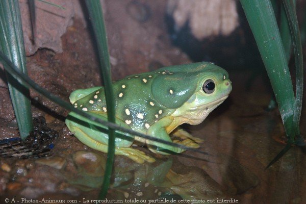 Photo de Grenouille