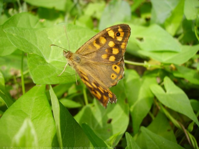 Photo de Papillon