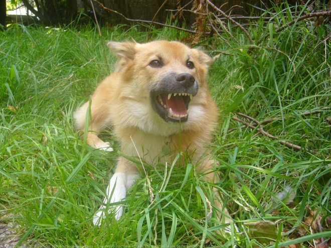 Photo de Chien de berger islandais