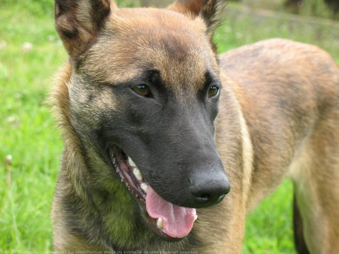 Photo de Berger belge malinois