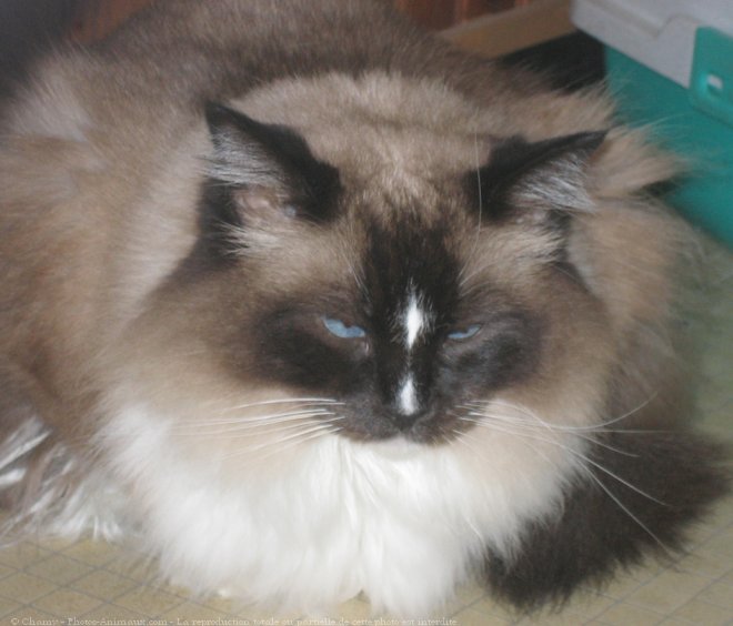 Photo de Ragdoll