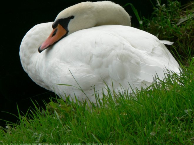 Photo de Cygne