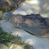 Photo de Crocodile