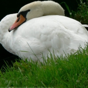 Photo de Cygne