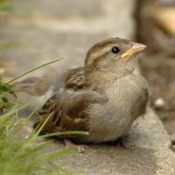 Photo de Moineau