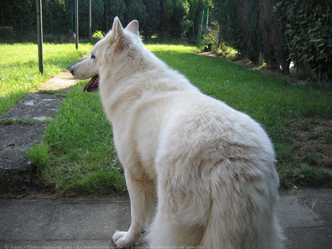 Photo de Berger blanc suisse