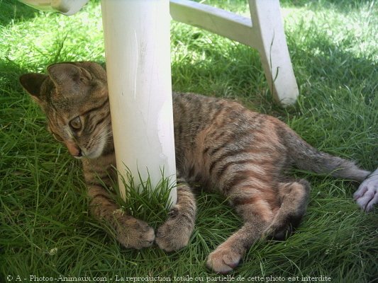 Photo de Chat domestique