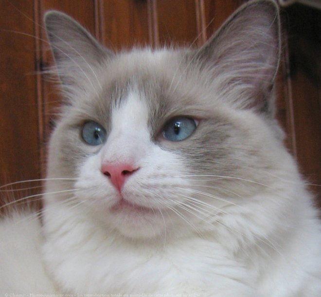 Photo de Ragdoll