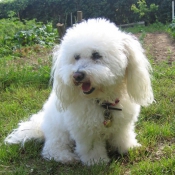 Photo de Bichon  poil fris