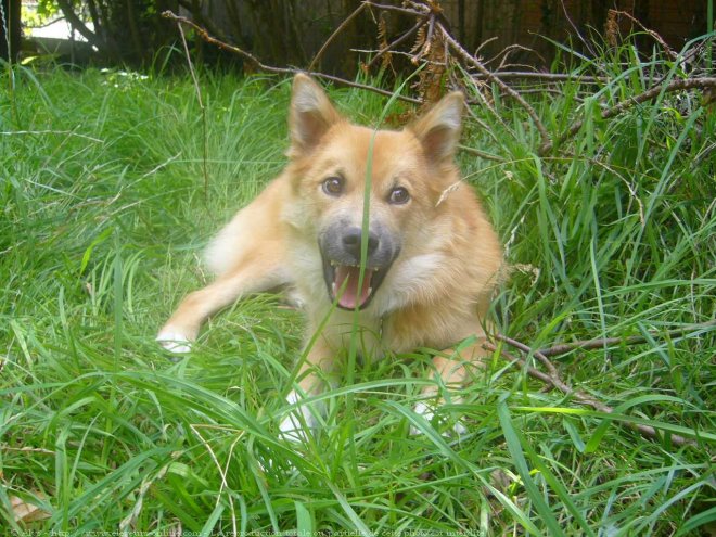 Photo de Chien de berger islandais