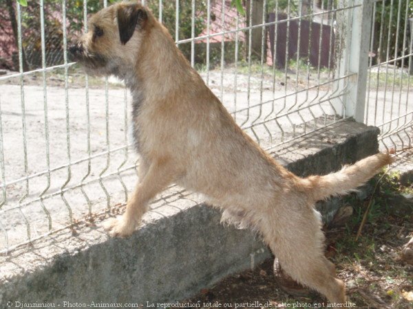 Photo de Border terrier