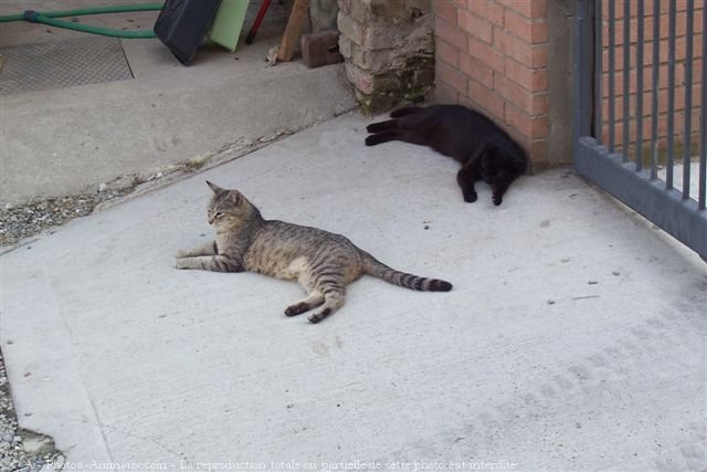 Photo de Chat domestique