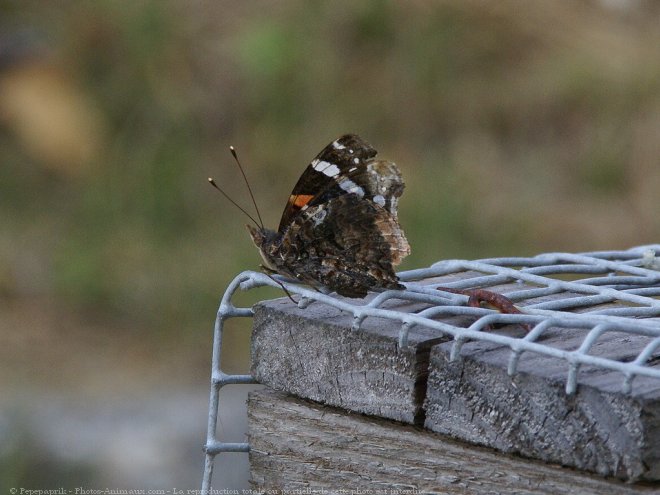 Photo de Papillon