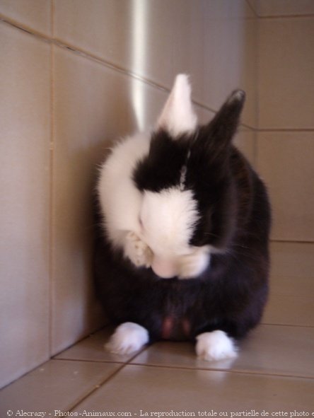 Photo de Lapin