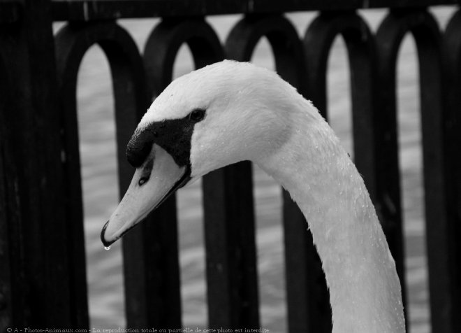 Photo de Cygne