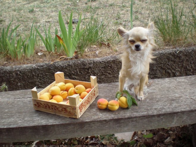 Photo de Chihuahua  poil long