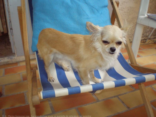 Photo de Chihuahua  poil long