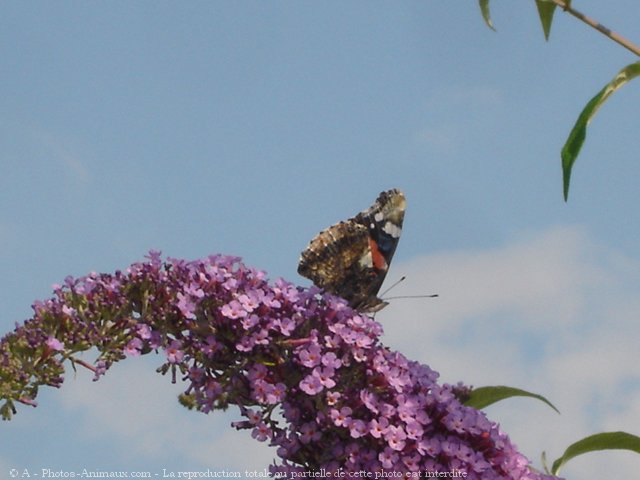 Photo de Papillon