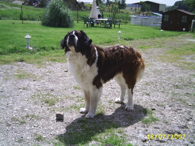 Photo de Saint-bernard poil long