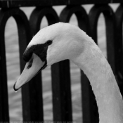 Photo de Cygne