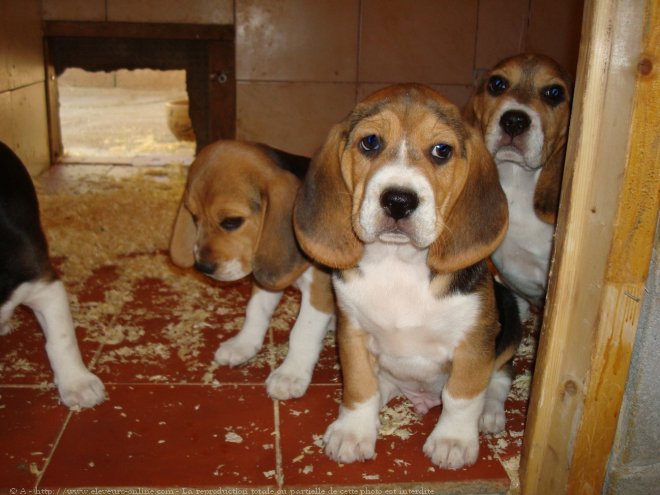 Photo de Beagle