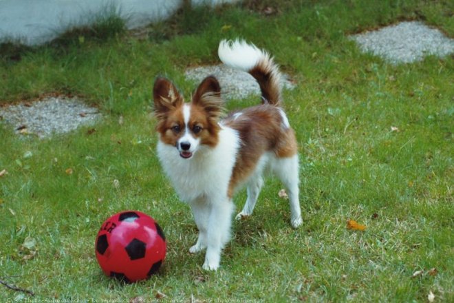 Photo d'Epagneul nain papillon