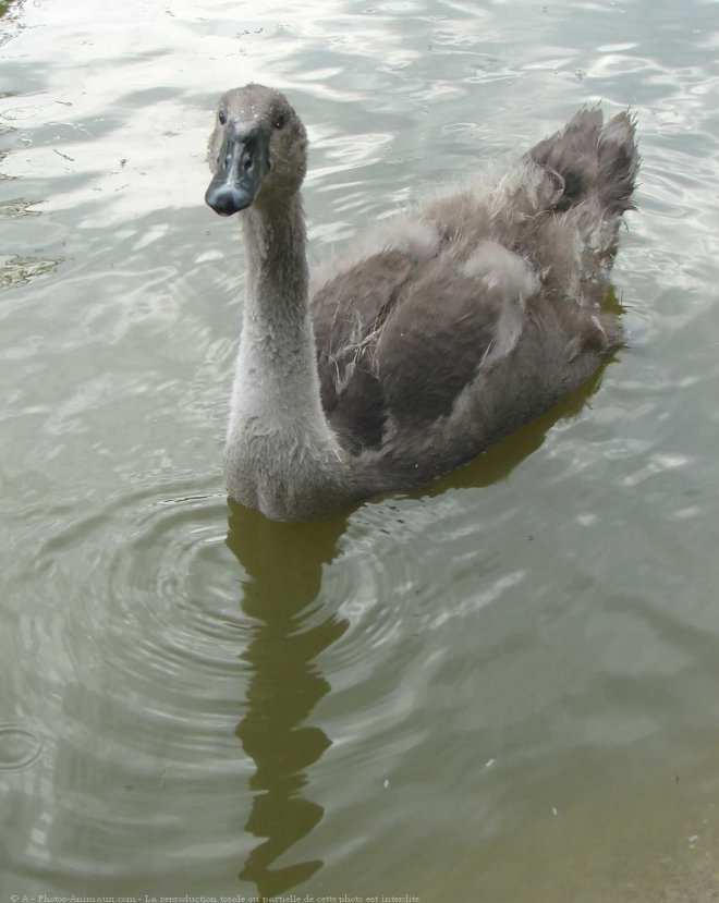 Photo de Cygne