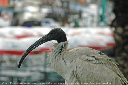 Photo d'Ibis