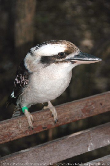 Photo de Martin chasseur gant