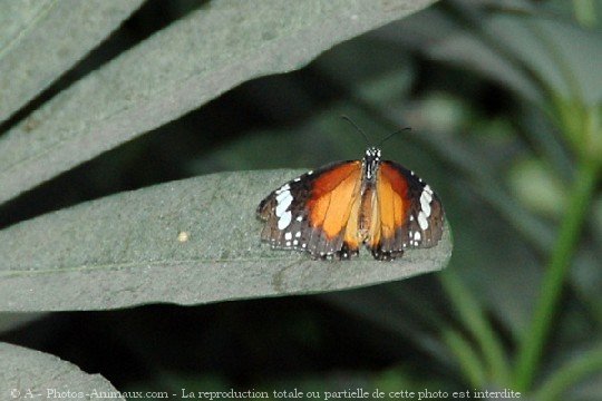 Photo de Papillon