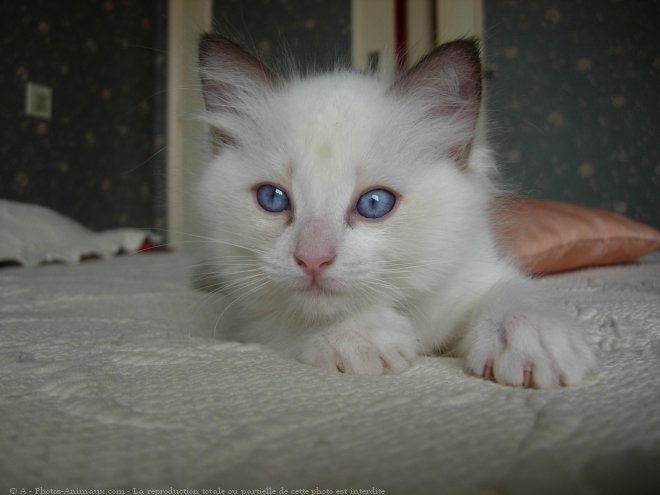 Photo de Ragdoll