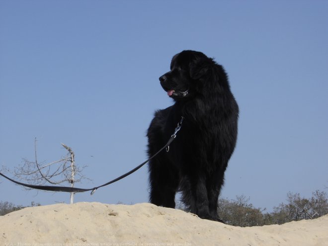 Photo de Chien de terre-neuve