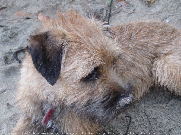 Photo de Border terrier