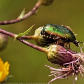 Photo de Coloptre