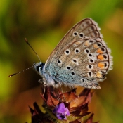 Photo de Papillon