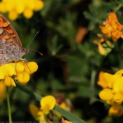 Photo de Papillon