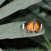 Photo de Papillon