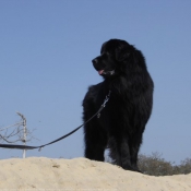 Photo de Chien de terre-neuve