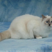 Photo de Sacr de birmanie