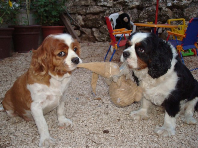 Photo de Cavalier king charles spaniel