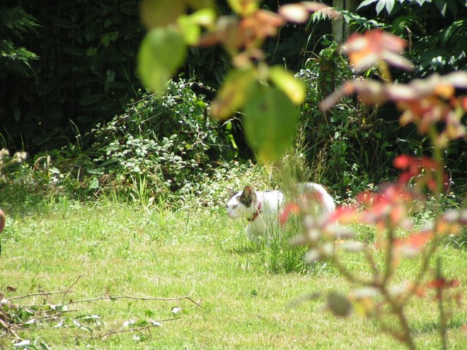 Photo de Chat domestique