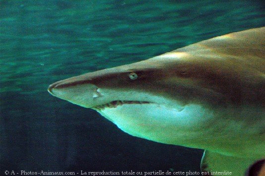 Photo de Requin