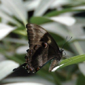 Photo de Papillon