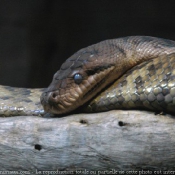 Photo de Serpent