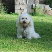 Photo de Bichon  poil fris