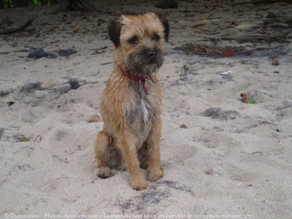 Photo de Border terrier