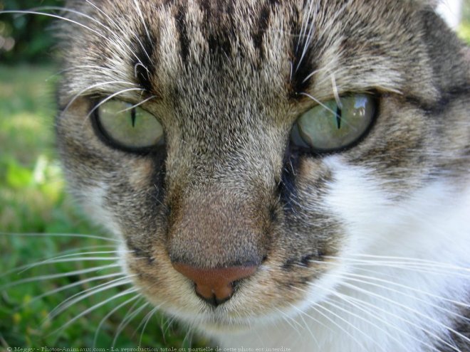 Photo de Chat domestique