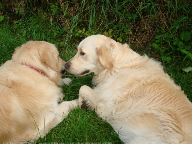 Photo de Golden retriever