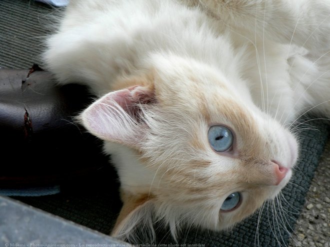 Photo de Ragdoll